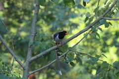 Urocissa erythroryncha