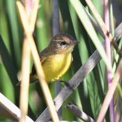 Pseudocolopteryx flaviventris