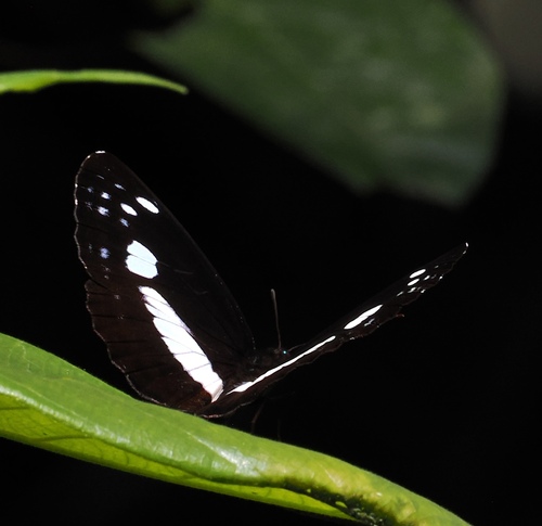 Neptis satina