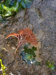 Trematocarpus dichotomus