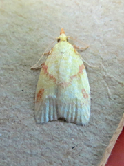 Cenopis pettitana