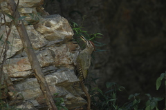 Picus squamatus