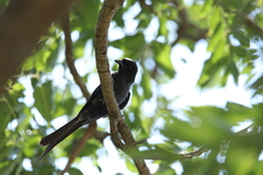 Dicrurus leucophaeus