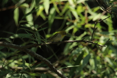 Zosterops palpebrosus