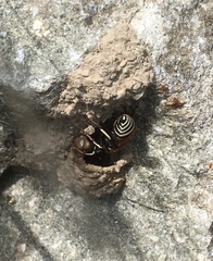 Ancistrocerus waldenii