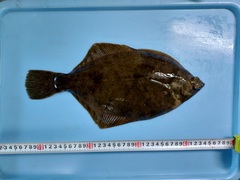 Marbled Flounder photo 2