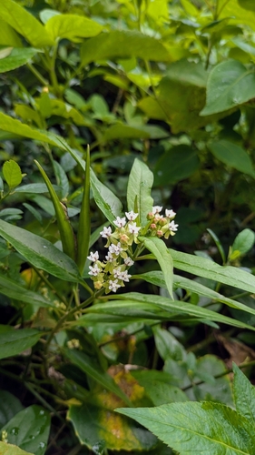 Asclepias nivea, photograph 6
