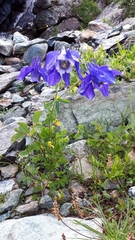 Aquilegia alpina