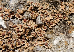 Psora pseudorussellii