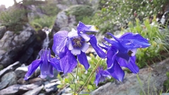 Aquilegia alpina