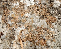 Psora pseudorussellii