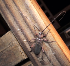 Knulliana cincta cincta