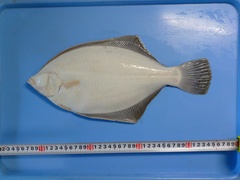 Marbled Flounder photo 3
