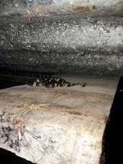 Leptodeira nigrofasciata