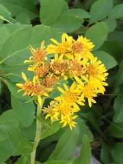 Senecio integerrimus exaltatus