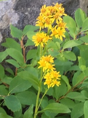 Senecio integerrimus exaltatus