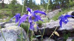 Aquilegia alpina