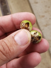 Callirhytis quercusoperator