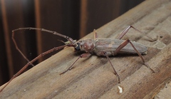 Knulliana cincta cincta