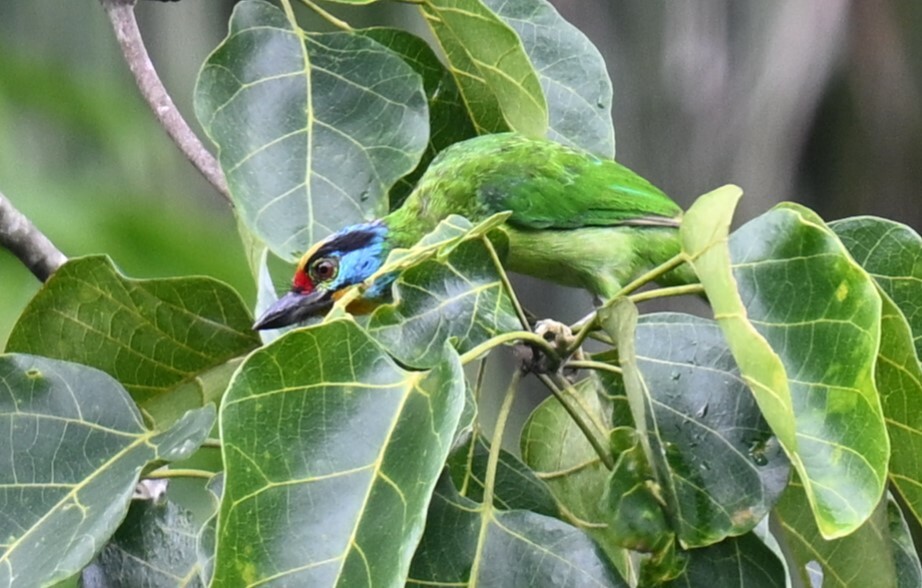 Black-browed Barbet