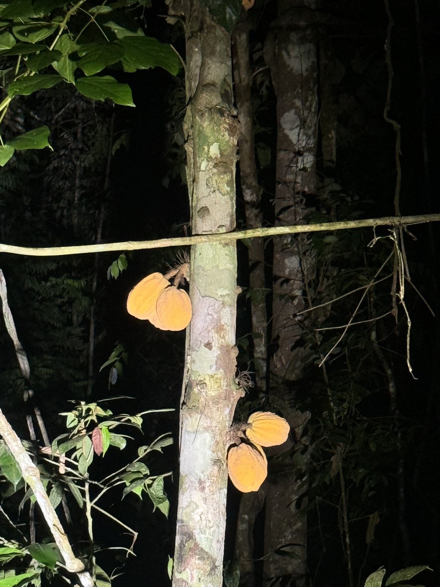 Theobroma speciosum