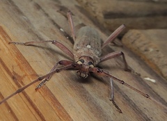 Knulliana cincta cincta