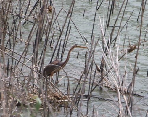Purple Heron