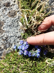 Eritrichium argenteum