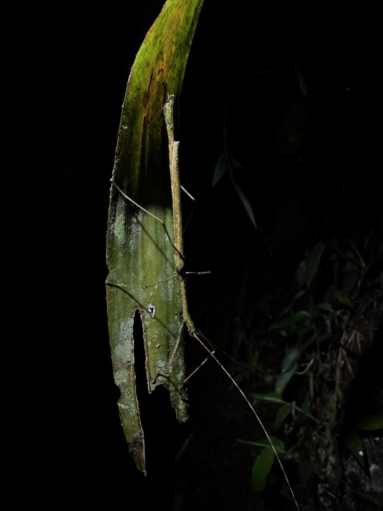Isagoras taeniatus