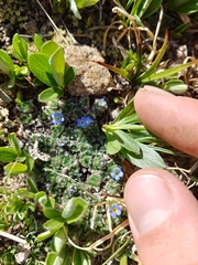 Eritrichium argenteum