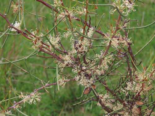 Image of Hakea microcarpa by (c) ian_mcallan, some rights reserved (CC BY)