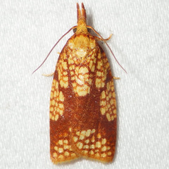 Cenopis ferreana