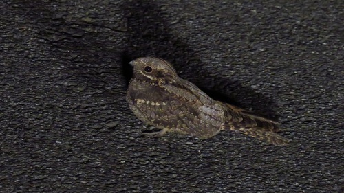 Chotacabras europeo (Caprimulgus europaeus)