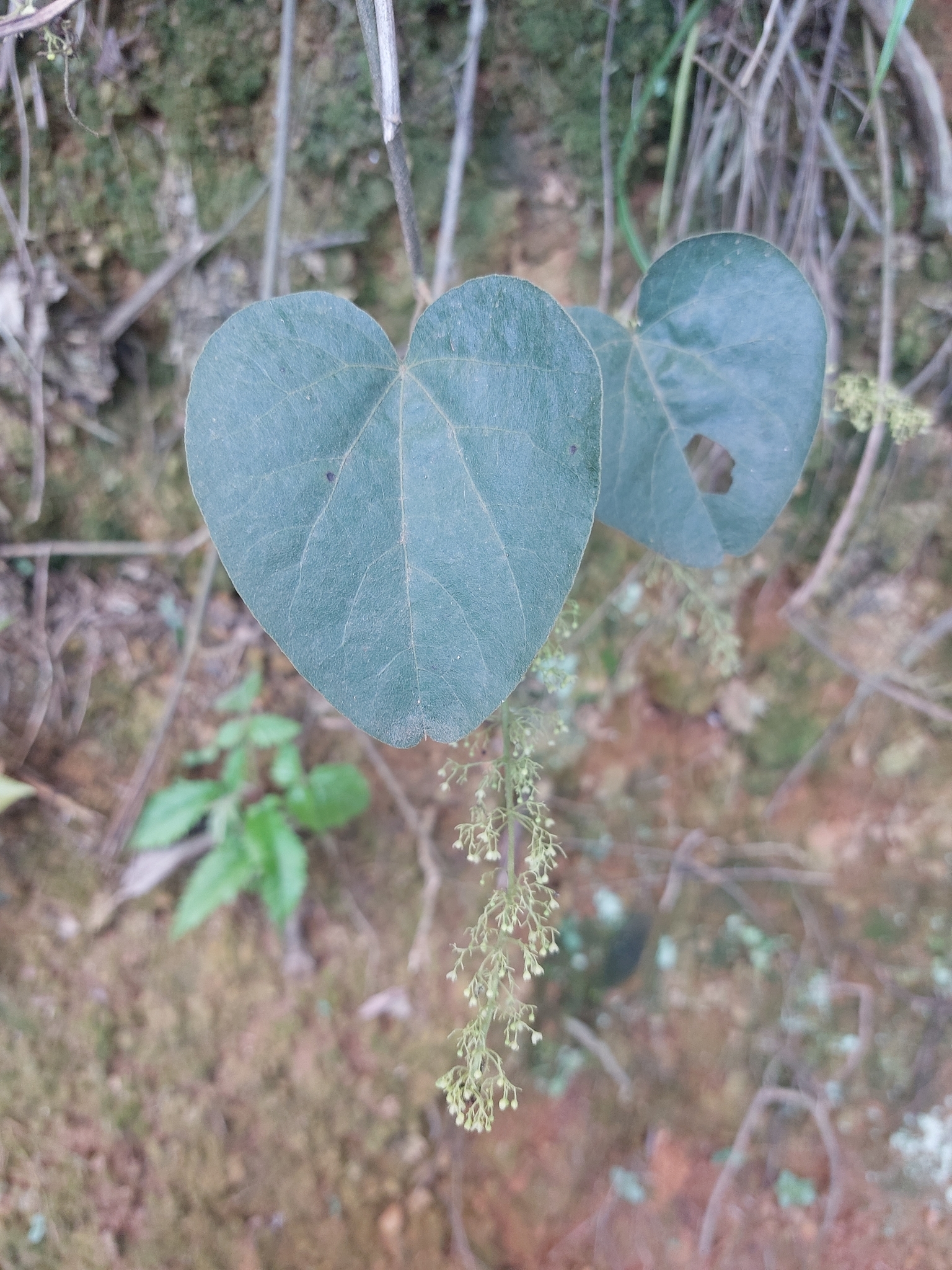 Cissampelos andromorpha