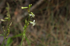 Silene tatarica