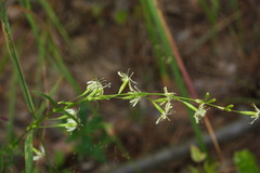 Silene tatarica