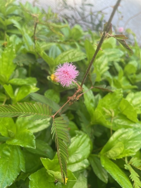 미모사 from 3-1875 Kaumualii Hwy, Lihue, HI 96766, USA on... at 02:33 오후 by lillybrotato · iNaturalist 미모사 (Mimosa pudica)