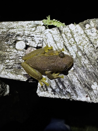 Hay's Snouted Treefrog, Scinax hayii