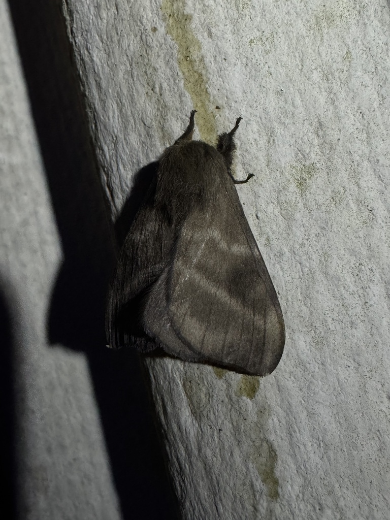 Hylesia vindex