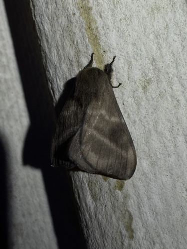 Hylesia vindex