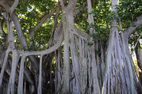 Indian banyan