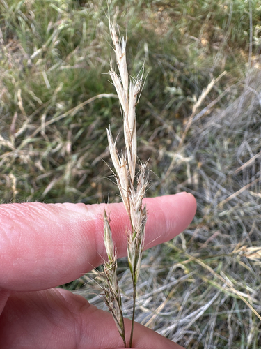 Rytidosperma penicillatum observed 2024-11-18
