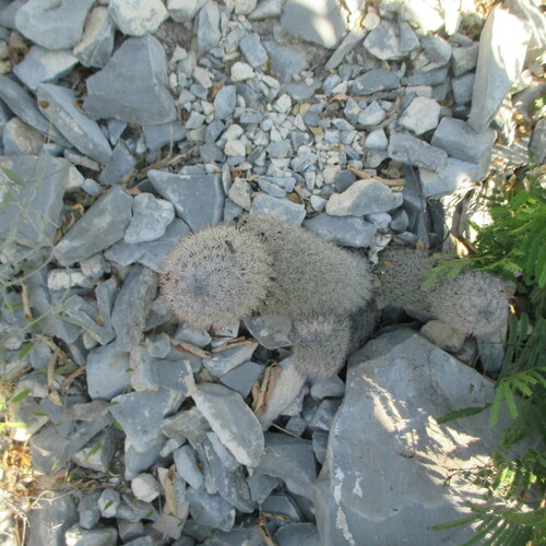 Image of Mammillaria pottsii by (c) Ricardo Jaimes-López, some rights reserved (CC BY)