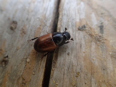 Acrossus rubripennis