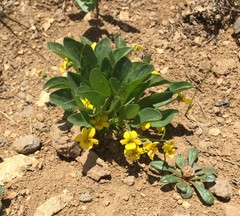 Viola praemorsa linguifolia