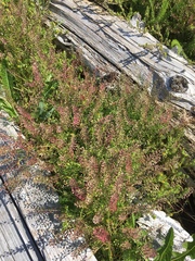 Lepidium virginicum menziesii