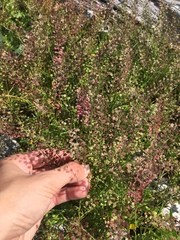 Lepidium virginicum menziesii