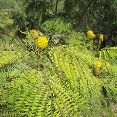 Lead Tree (Leucaena)