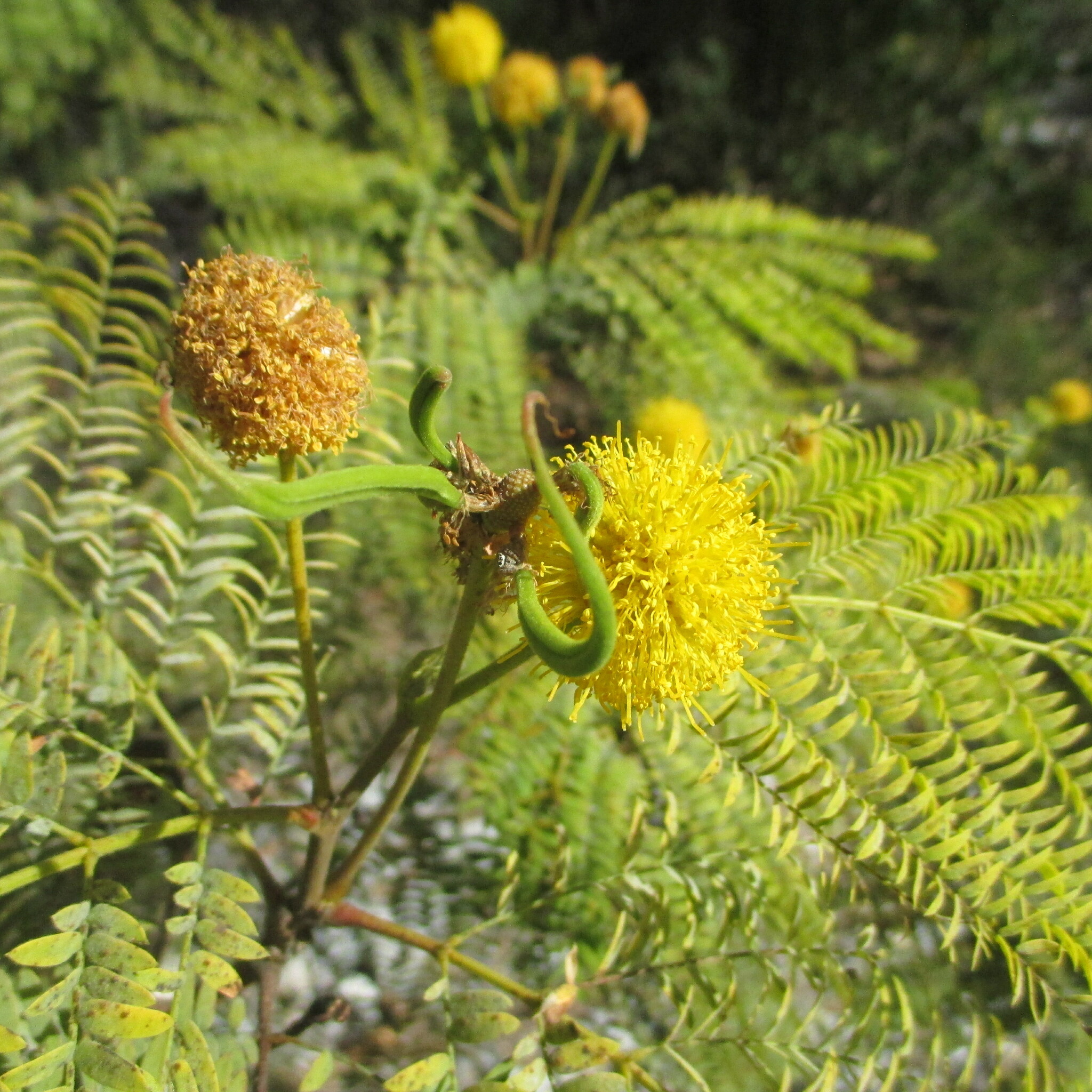 Leucaena greggii