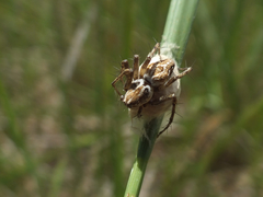 Oxyopes heterophthalmus